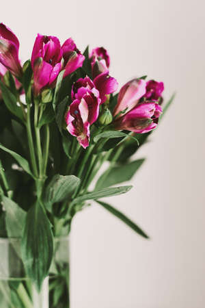 Fresh Alstroemeria flowers with purple buds and dark green leaves in a transparent vase. Home decor ideaの写真素材