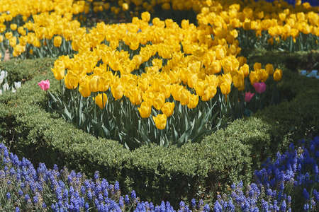 Muscari plant and yellow tulip flowers. Flowerbed in a public park during spring seasonの写真素材