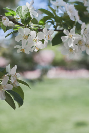 Cherry blossom with creamy white flowers. Spring season