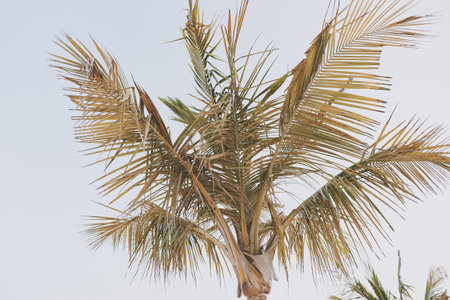 One palm tree with green and yellow leaves against morning skyの写真素材