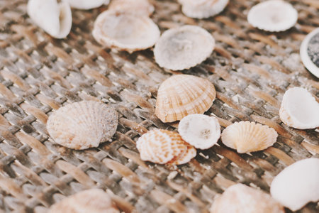 Many sea shell on a sunbed, close upの写真素材
