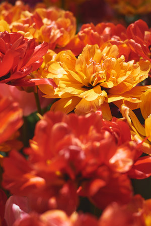 Peony tulip flower of bright yellow, orange and red color