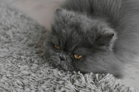 Persian cat with long grey fur lying on a carpet with sad emotionの写真素材