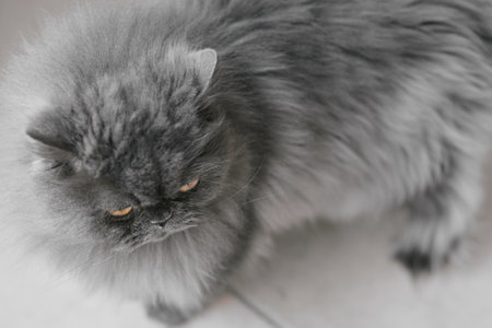 One persian cat with long fur of grey color standing on the floorの写真素材