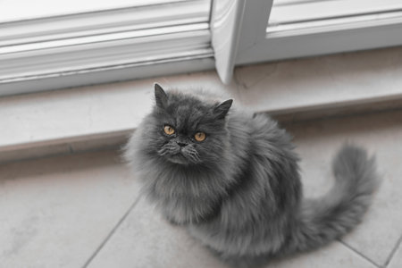 Persian cat with long grey fur and yellow eyes sitting on the floor and looking into the cameraの写真素材