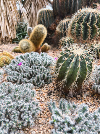 Desert Garden with Mixed Cactus Species. Succulent plants for landscaping and decorの写真素材