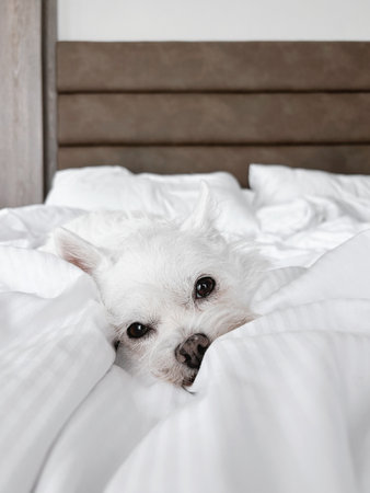 Small white dog lying on a cozy bed with soft white sheets. Relaxed pet lifestyle moment. Dog...