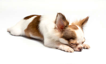 Chihuahua puppy on a white backgroundの写真素材