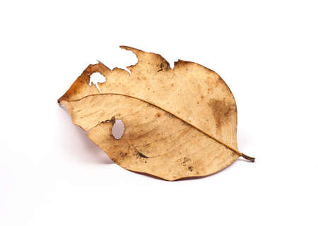 dry leaves on white background