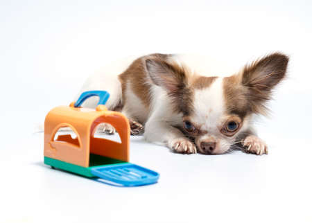 Chihuahua puppy on a white backgroundの写真素材