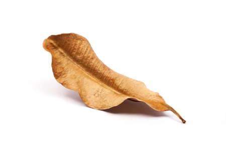 dry leaves on white background