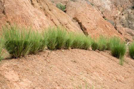 Vetiver grass planted the mountainの写真素材