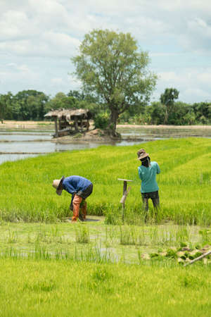 Thai farmers preparing to plant riceの写真素材