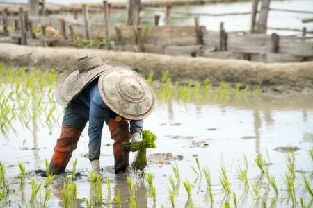 Thai farmers planting rice in north of Thailandの写真素材