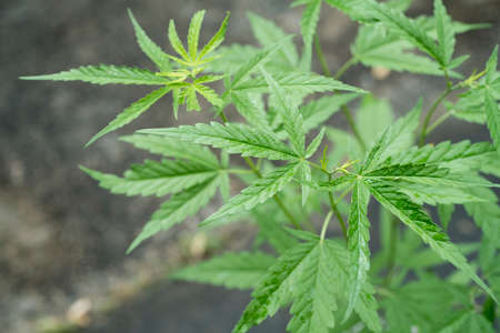 A cannabis plant and leaves