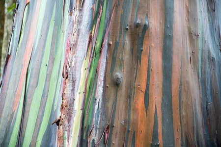 A colorful tree bark in Thailandの写真素材