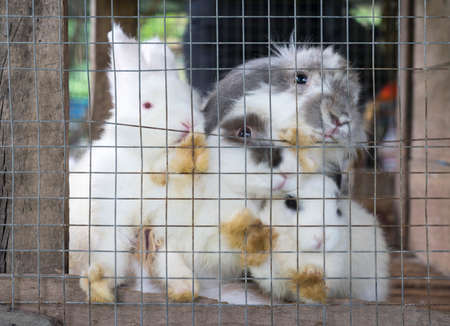 several rabbits in a cageの写真素材