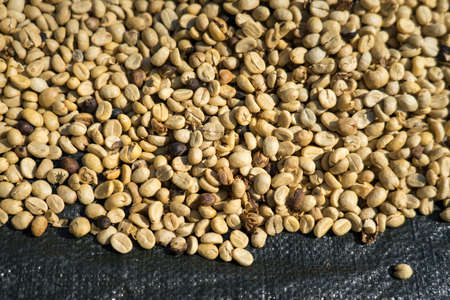 Dried raw coffee beans on canvasの写真素材