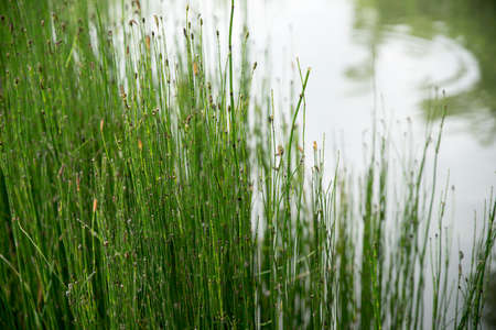 reed on the edge of the swampの写真素材