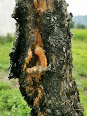 The sap on the tree was gushed out