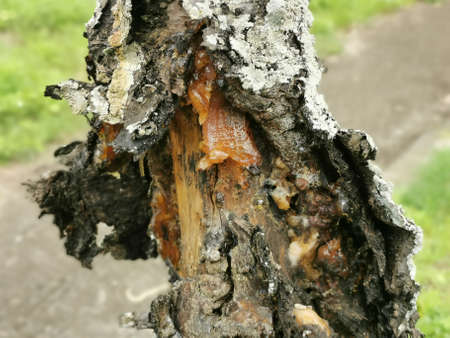The sap on the treeの写真素材