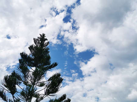 pine tops and bright blue skyの写真素材