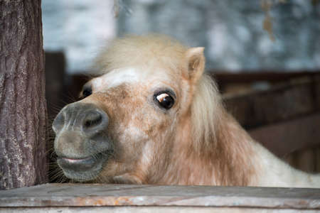 A dwarf horse in a paddock close upの写真素材