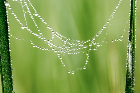 Close up drop of water on cobweb on the morning.の写真素材