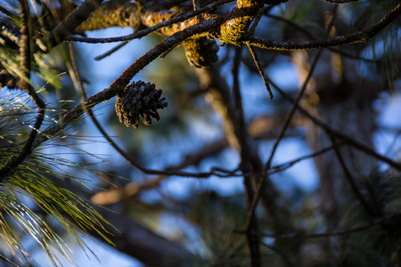 pine cones on tree