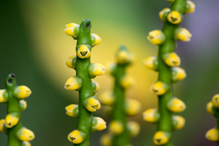 Macro photo of a succulent plant with shallow depth of field.の写真素材
