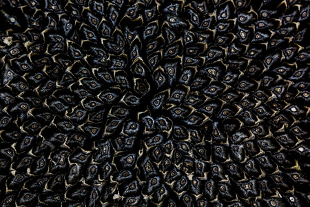 Abstract natural background of black sunflower seeds.の写真素材