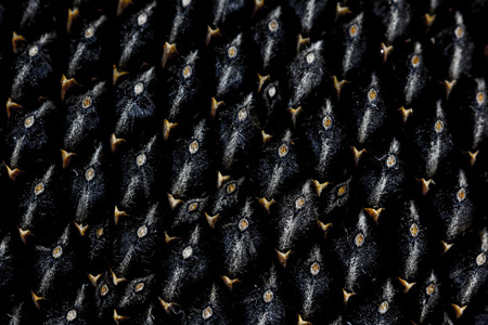 Abstract natural background of black sunflower seeds.の写真素材