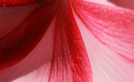 Abstract background from pink and red temple flower.の写真素材