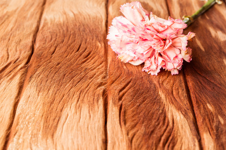 Pink carnation on old wood textureの写真素材