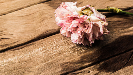 Pink carnation on old wood textureの写真素材