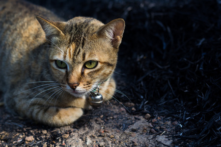 cat squatting on the floor and watching somethingの写真素材
