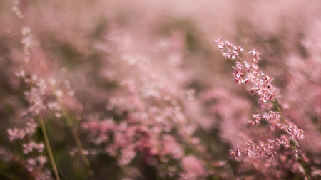 pink color from grass on pink backgroundの写真素材