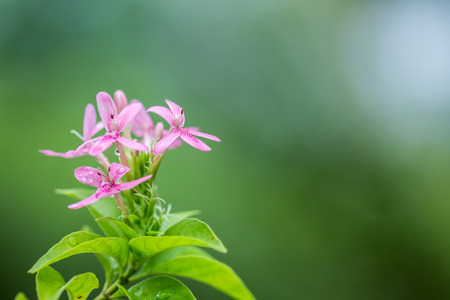 pink flowers after rainingの写真素材