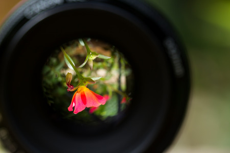 Close up reflection of  flower in lens of cameraの写真素材