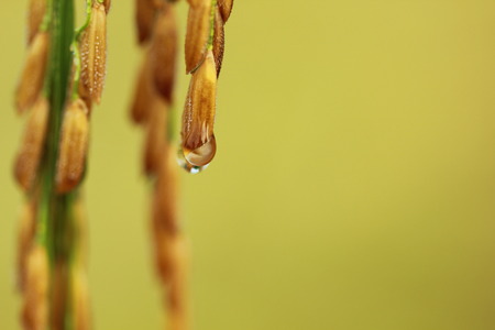 Rice seeds close upの写真素材
