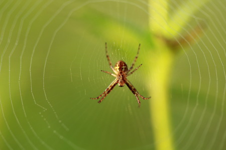 Mini spider close up on yellow background.