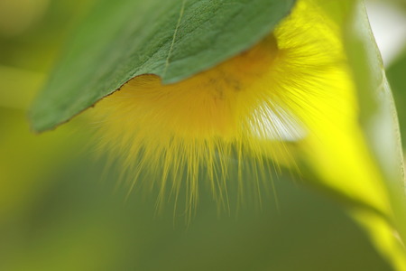 Hairy caterpillar perched on a leafの写真素材