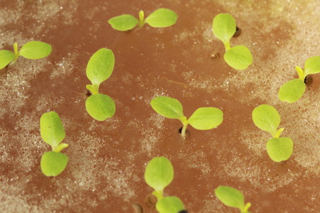 hydroponic vegetable sprout in planting spongesの写真素材