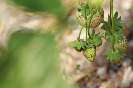 Unripe strawberriesの写真素材