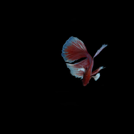 Fighting fish on black background