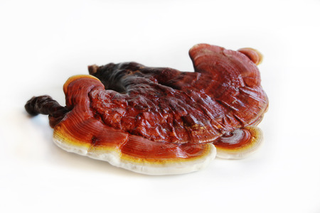 Red Ganoderma Lucidum isolated on white backgroundの写真素材