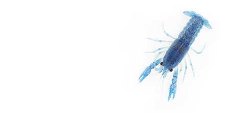 Blue crayfish on white backgroundの写真素材