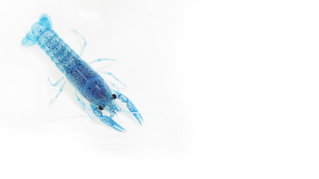 Blue crayfish on white backgroundの写真素材