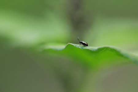 Pest insect very small on green leaf.の写真素材