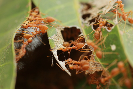 Red ants building the nest.の写真素材